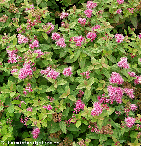 Spiraea japonica 'Manon', tummakeijuangervo